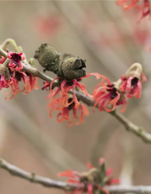 Hamamelis x intermedia 'Diane'