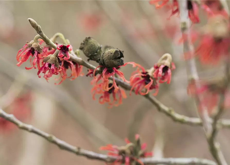 Hamamelis x intermedia 'Diane'