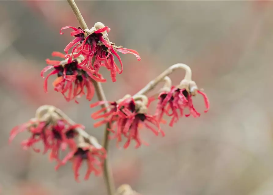 Hamamelis x intermedia 'Diane'