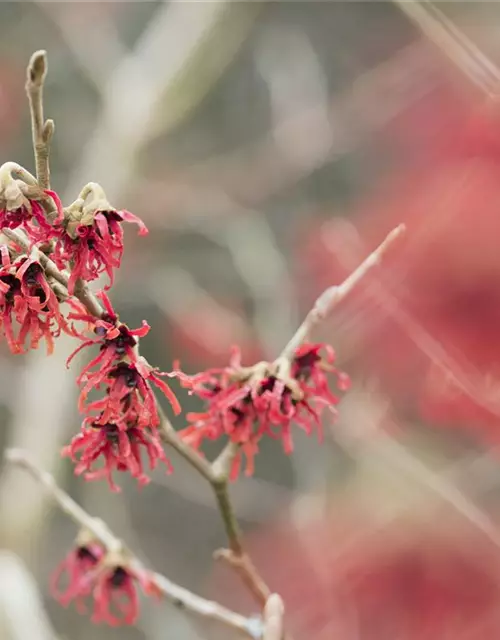 Hamamelis x intermedia 'Diane'