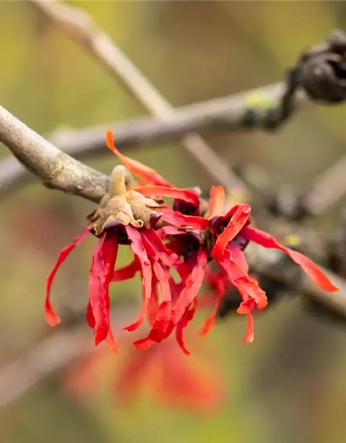 Hamamelis x intermedia 'Diane'