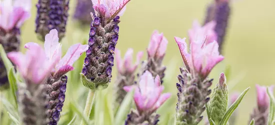 Lavandula stoechas, rosa