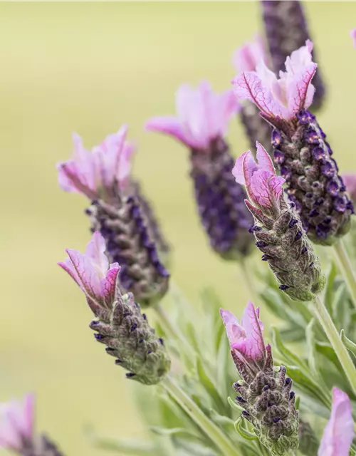 Lavandula stoechas, rosa