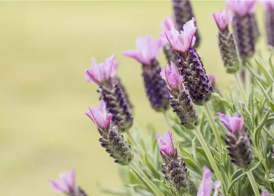 Lavandula stoechas, rosa