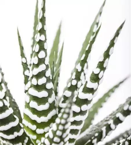 Haworthia fasciata