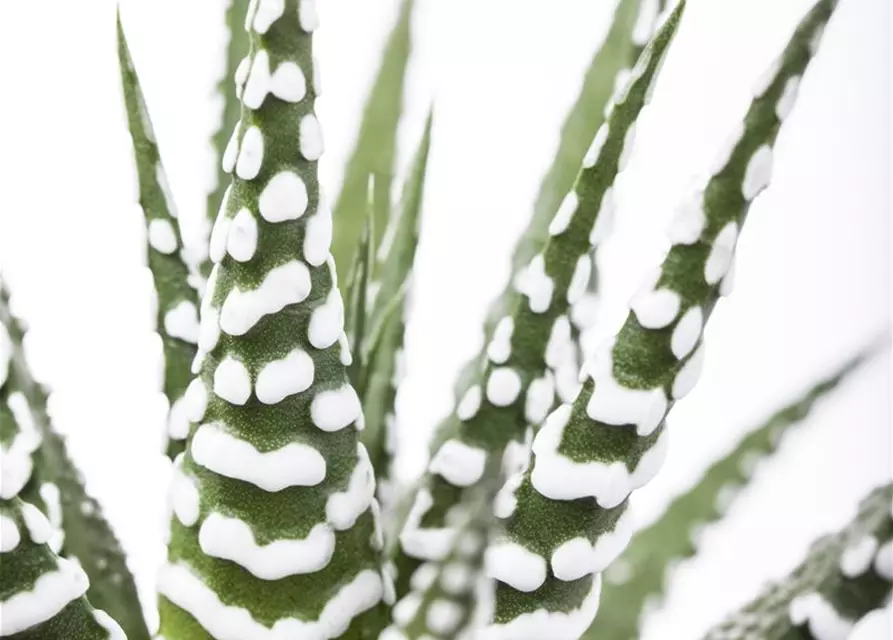 Haworthia fasciata