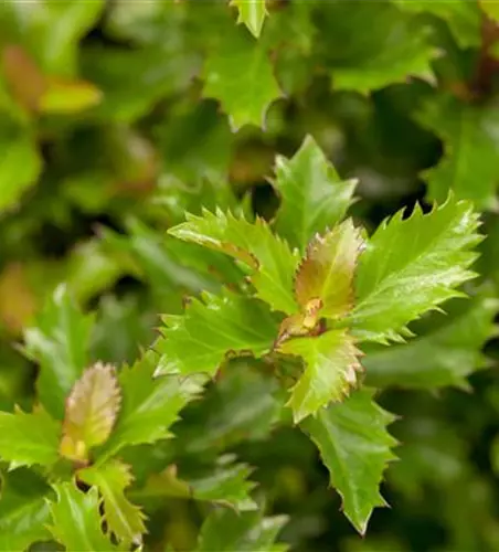 Ilex 'Little Rascal'®