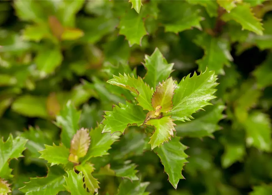 Ilex 'Little Rascal'®