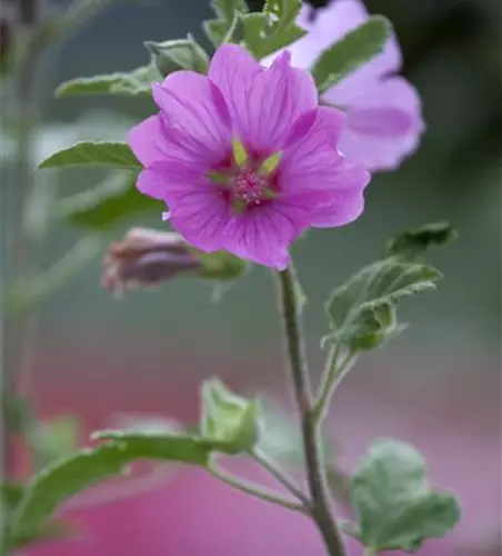 Lavatera x olbia