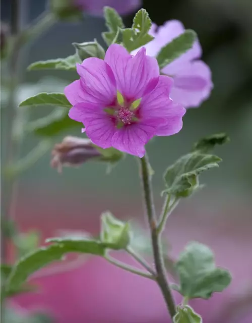 Lavatera x olbia