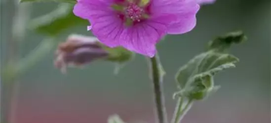 Lavatera x olbia