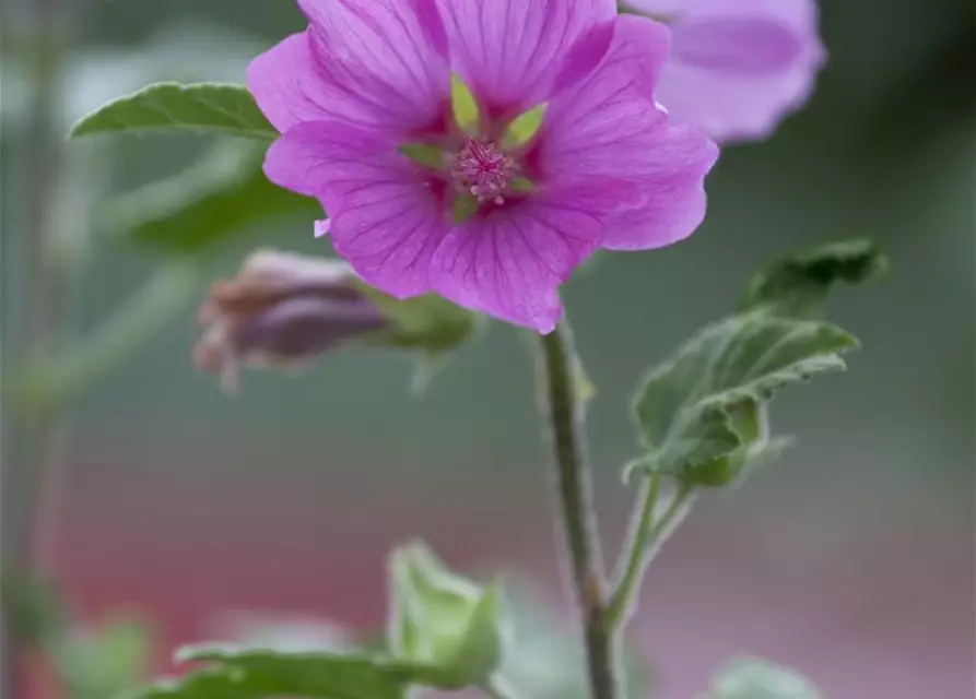 Lavatera x olbia