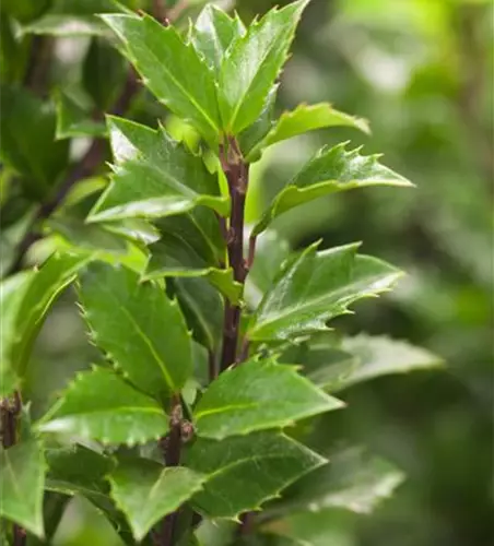 Ilex meserveae