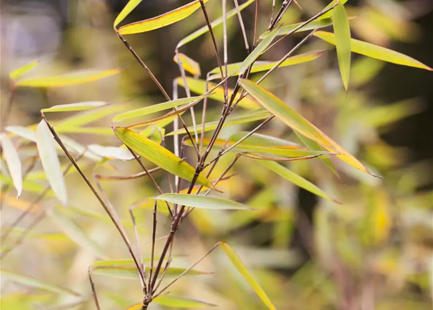 Fargesia 'Jiuzhaigou 1'