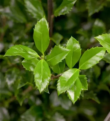 Ilex meserveae 'Heckenstar'(s)