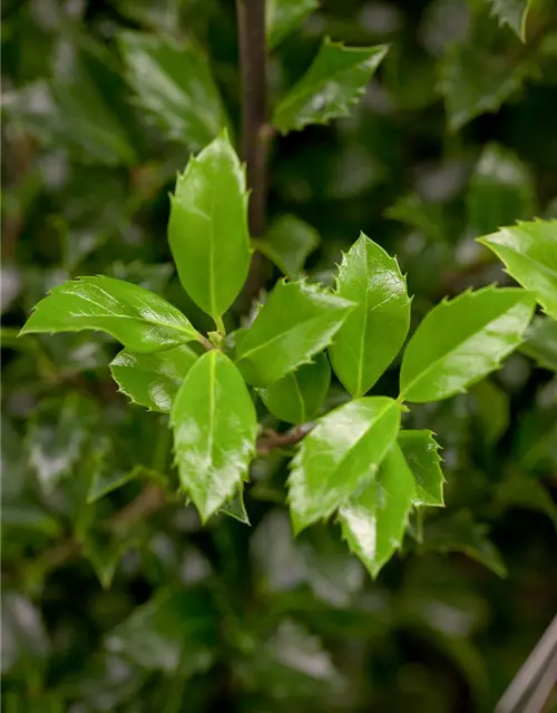 Ilex meserveae 'Heckenstar'(s)