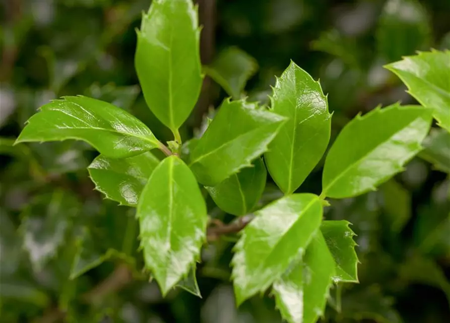 Ilex meserveae 'Heckenstar'(s)