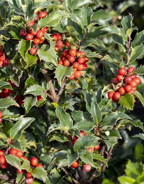 Ilex meserveae 'Heckenstar'(s)