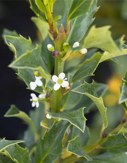 Ilex meserveae 'Heckenstar'(s)