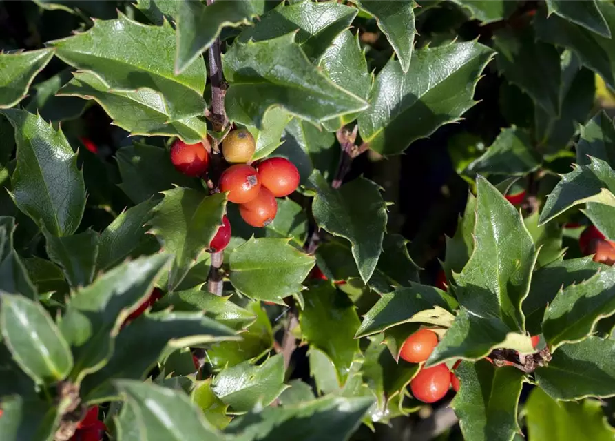 Ilex meserveae 'Heckenstar'(s)