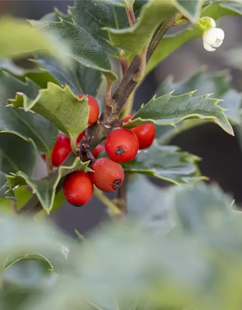 Ilex meserveae 'Heckenstar'(s)