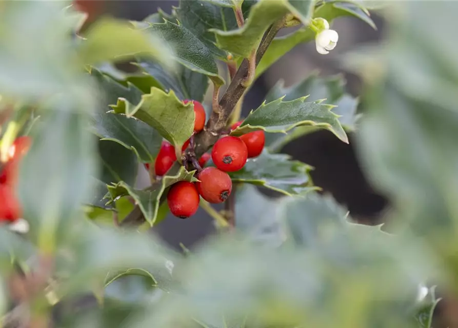 Ilex meserveae 'Heckenstar'(s)