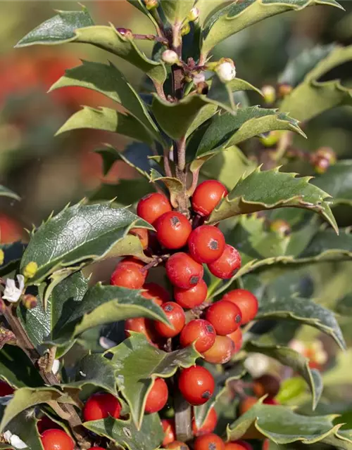 Ilex meserveae 'Heckenstar'(s)