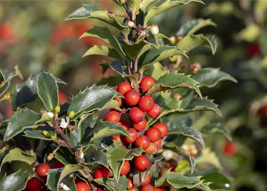 Ilex meserveae 'Heckenstar'(s)