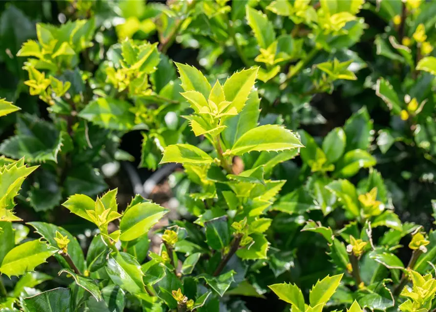 Ilex meserveae 'Heckenstar'(s)