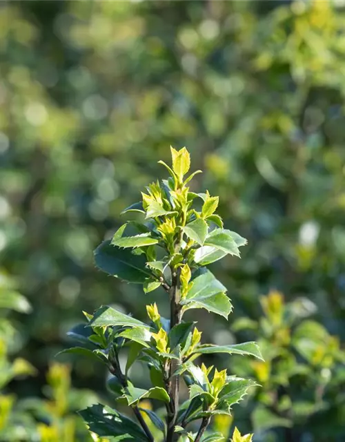 Ilex meserveae 'Heckenstar'(s)