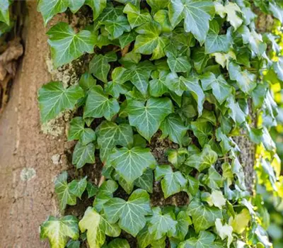 Hedera helix