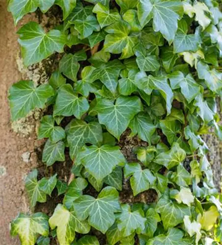 Hedera helix