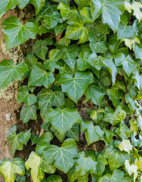 Hedera helix