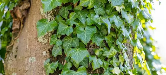 Hedera helix