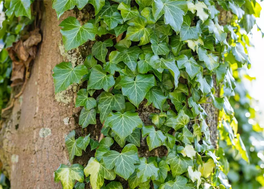 Hedera helix