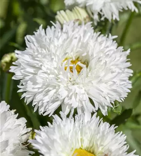 Leucanthemum x superbum (gefüllt blühend)