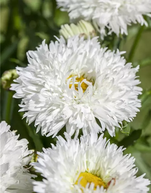 Leucanthemum x superbum