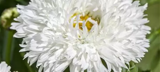 Leucanthemum x superbum (gefüllt blühend)