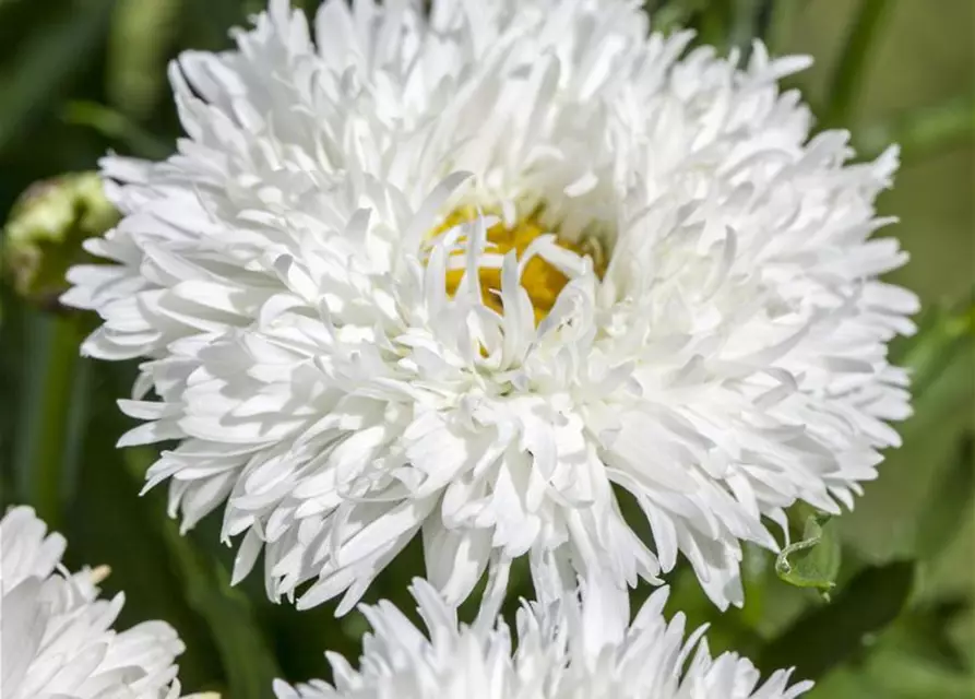 Leucanthemum x superbum