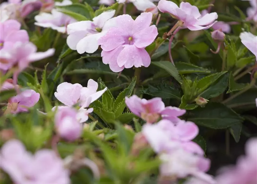 Impatiens neuguinea, rosa