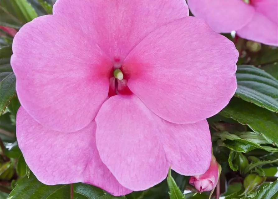 Impatiens neuguinea, rosa