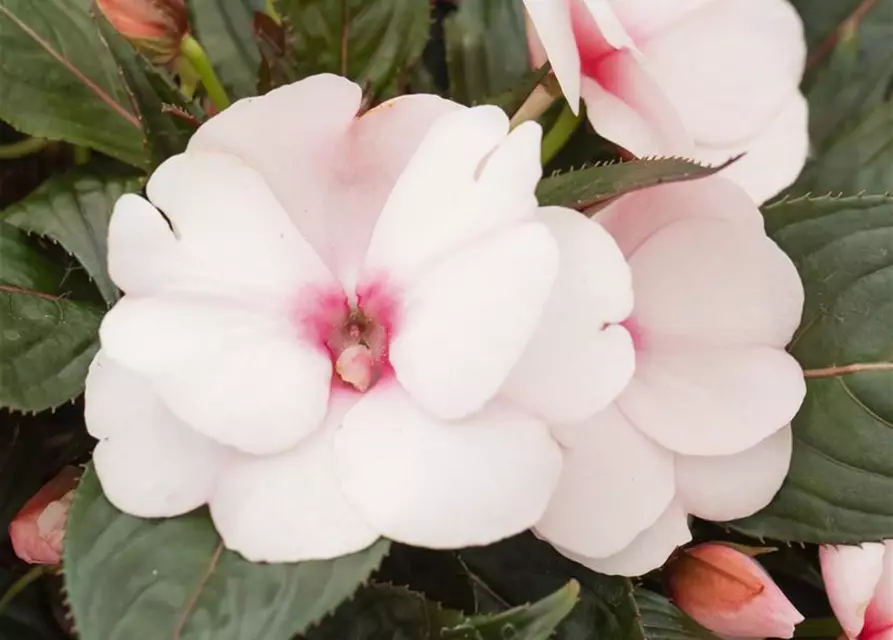 Impatiens neuguinea, rosa