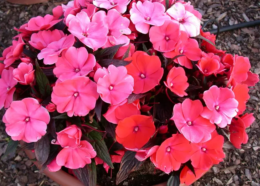 Impatiens neuguinea, rosa