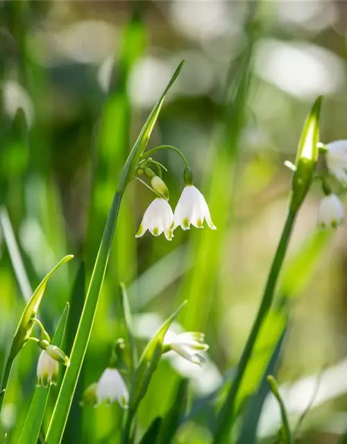 Leucojum aestivum