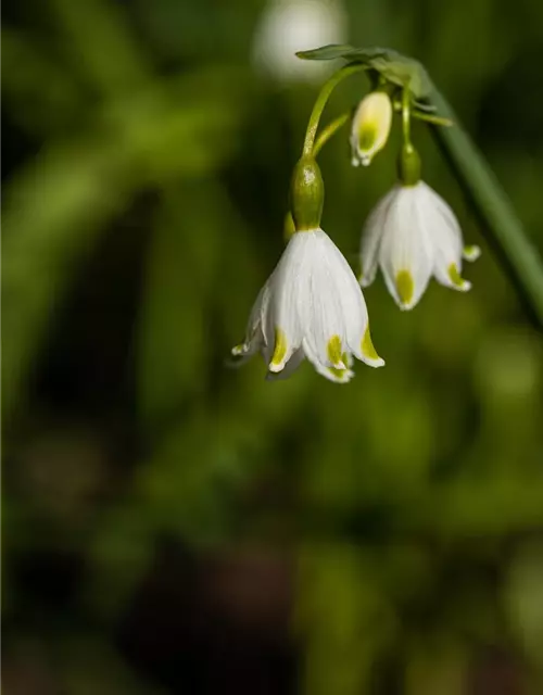 Leucojum aestivum