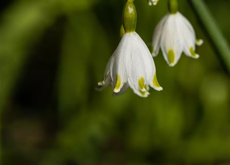 Leucojum aestivum