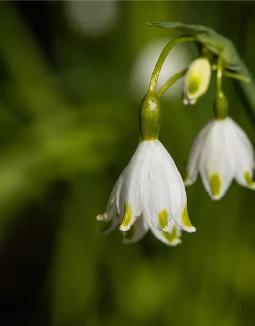 Leucojum aestivum