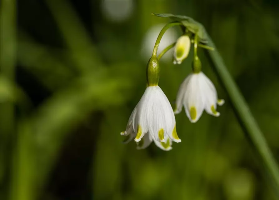 Leucojum aestivum