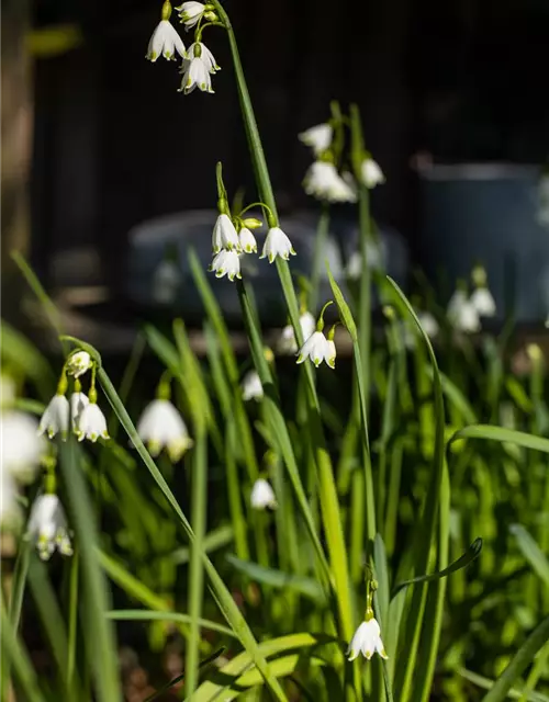 Leucojum aestivum