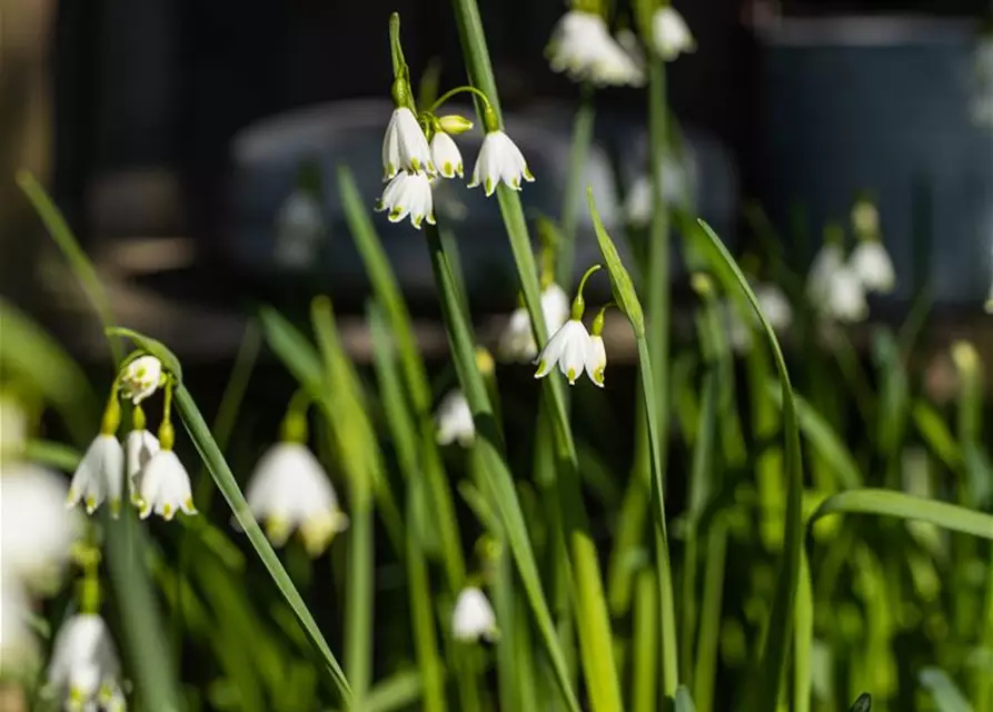 Leucojum aestivum